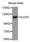 SURP And G-Patch Domain Containing 2 antibody, abx004568, Abbexa, Western Blot image 