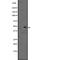 Somatostatin Receptor 4 antibody, abx147616, Abbexa, Western Blot image 