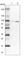 Sarcolemma Associated Protein antibody, HPA002357, Atlas Antibodies, Western Blot image 