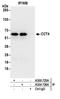 Chaperonin Containing TCP1 Subunit 4 antibody, A304-726A, Bethyl Labs, Immunoprecipitation image 
