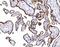 CD55 Molecule (Cromer Blood Group) antibody, M00910-3, Boster Biological Technology, Immunohistochemistry paraffin image 