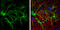 Solute Carrier Family 1 Member 3 antibody, GTX134060, GeneTex, Immunofluorescence image 