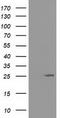 Adenylate Kinase 3 antibody, TA501833, Origene, Western Blot image 