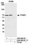 YTH domain family protein 1 antibody, A305-850A-M, Bethyl Labs, Immunoprecipitation image 