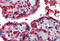 Peroxiredoxin 1 antibody, MBS244022, MyBioSource, Immunohistochemistry frozen image 