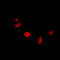 RAD17 Checkpoint Clamp Loader Component antibody, LS-C358271, Lifespan Biosciences, Immunofluorescence image 