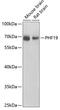 PHD Finger Protein 19 antibody, 23-376, ProSci, Western Blot image 