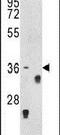 TNF Receptor Superfamily Member 14 antibody, PA5-26103, Invitrogen Antibodies, Western Blot image 