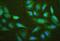 Neurofibromin 2 antibody, A00279-2, Boster Biological Technology, Immunofluorescence image 