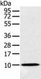 NADH:Ubiquinone Oxidoreductase Subunit A2 antibody, PA5-50462, Invitrogen Antibodies, Western Blot image 