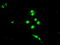 BUB1 Mitotic Checkpoint Serine/Threonine Kinase B antibody, TA500586, Origene, Immunofluorescence image 
