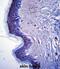 Rhomboid 5 Homolog 2 antibody, abx027486, Abbexa, Immunohistochemistry frozen image 