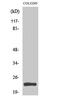 Mitochondrial Ribosomal Protein L21 antibody, PA5-51010, Invitrogen Antibodies, Western Blot image 