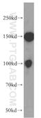 Transcription factor SOX-13 antibody, 18902-1-AP, Proteintech Group, Western Blot image 