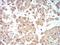 Autophagy Related 13 antibody, NBP2-52418, Novus Biologicals, Immunohistochemistry frozen image 