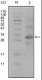 Activated Leukocyte Cell Adhesion Molecule antibody, orb89240, Biorbyt, Western Blot image 