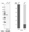 MDIG antibody, HPA007603, Atlas Antibodies, Western Blot image 