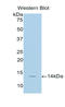 SLC6A6 antibody, LS-C300214, Lifespan Biosciences, Western Blot image 