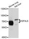 Insulin Like Growth Factor Binding Protein Acid Labile Subunit antibody, abx125985, Abbexa, Western Blot image 