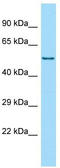 HCK Proto-Oncogene, Src Family Tyrosine Kinase antibody, TA343135, Origene, Western Blot image 