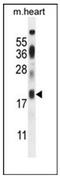 Iron-Sulfur Cluster Assembly 2 antibody, AP52242PU-N, Origene, Western Blot image 