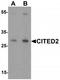 MRG-1 antibody, TA319813, Origene, Western Blot image 