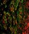 CD11C antibody, PA5-35326, Invitrogen Antibodies, Immunofluorescence image 