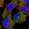 Protein Kinase C Iota antibody, NBP1-84959, Novus Biologicals, Immunofluorescence image 
