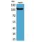 Fc Receptor Like 5 antibody, LS-C387029, Lifespan Biosciences, Western Blot image 