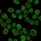 IKAROS Family Zinc Finger 1 antibody, NBP2-38241, Novus Biologicals, Immunofluorescence image 