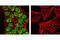 POU Class 5 Homeobox 1 antibody, 5177S, Cell Signaling Technology, Immunofluorescence image 