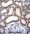 Cytochrome C Oxidase Subunit 6B1 antibody, abx026738, Abbexa, Immunohistochemistry frozen image 
