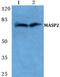 Mannan Binding Lectin Serine Peptidase 2 antibody, PA5-36974, Invitrogen Antibodies, Western Blot image 
