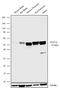 Pancreas Associated Transcription Factor 1a antibody, 711100, Invitrogen Antibodies, Western Blot image 
