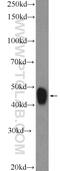 MAF BZIP Transcription Factor B antibody, 20189-1-AP, Proteintech Group, Western Blot image 