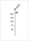 Spectrin Alpha, Non-Erythrocytic 1 antibody, M03831-1, Boster Biological Technology, Western Blot image 