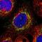 GrpE Like 2, Mitochondrial antibody, NBP1-85099, Novus Biologicals, Immunofluorescence image 