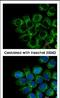 Glypican 1 antibody, PA5-28055, Invitrogen Antibodies, Immunofluorescence image 