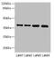 Transmembrane Protein 19 antibody, MBS7002539, MyBioSource, Western Blot image 