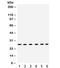 Eukaryotic Translation Initiation Factor 6 antibody, R32150, NSJ Bioreagents, Western Blot image 