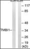 Transmembrane BAX Inhibitor Motif Containing 1 antibody, orb178974, Biorbyt, Western Blot image 