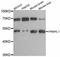 PNMA Family Member 8A antibody, STJ113987, St John