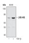 Transforming Growth Factor Beta Induced antibody, PA5-17189, Invitrogen Antibodies, Western Blot image 