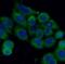 Stathmin 1 antibody, FNab08310, FineTest, Immunofluorescence image 