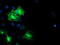 Schwannomin-interacting protein 1 antibody, TA504430, Origene, Immunofluorescence image 
