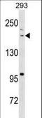 Bromodomain Adjacent To Zinc Finger Domain 1B antibody, LS-C159167, Lifespan Biosciences, Western Blot image 