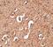 Autophagy Related 12 antibody, PA5-20464, Invitrogen Antibodies, Immunohistochemistry frozen image 