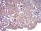 Complement Factor H Related 5 antibody, NBP2-52440, Novus Biologicals, Immunohistochemistry paraffin image 