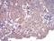 Complement factor H-related protein 5 antibody, NBP2-52440, Novus Biologicals, Immunohistochemistry paraffin image 