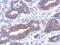 Annexin A8 antibody, PA5-31479, Invitrogen Antibodies, Immunohistochemistry frozen image 